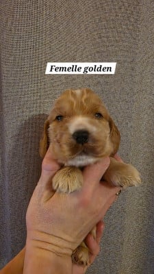 Les chiots de Cocker Spaniel Anglais