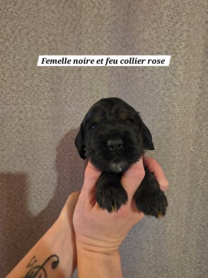 Les chiots de Cocker Spaniel Anglais