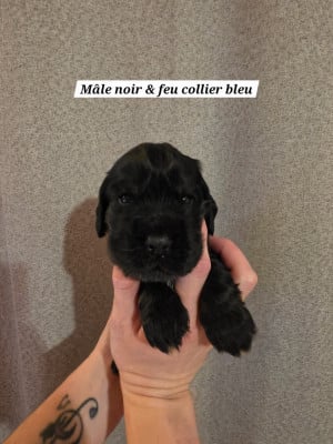 Les chiots de Cocker Spaniel Anglais