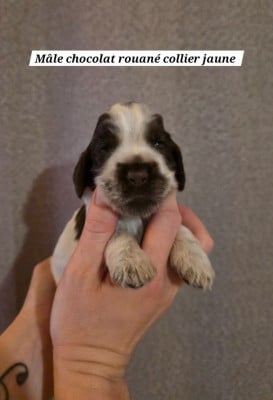 Collier jaune - Cocker Spaniel Anglais