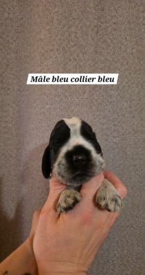 Collier bleu - Cocker Spaniel Anglais