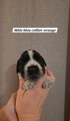 Collier orange - Cocker Spaniel Anglais