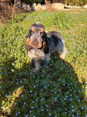 Les chiots de Cocker Spaniel Anglais