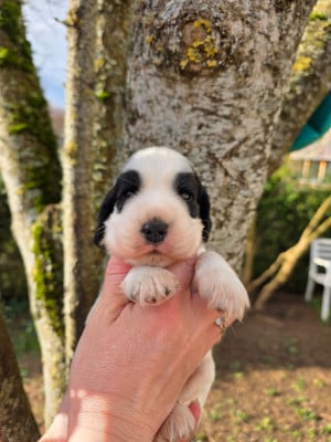 Les chiots de Cocker Spaniel Anglais
