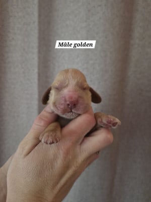 Les chiots de Cocker Spaniel Anglais