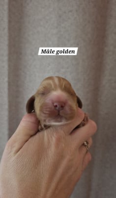 Les chiots de Cocker Spaniel Anglais