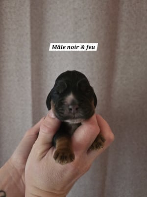 Les chiots de Cocker Spaniel Anglais