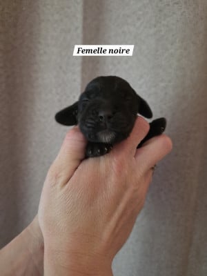 Les chiots de Cocker Spaniel Anglais