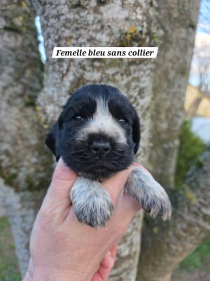 Les chiots de Cocker Spaniel Anglais