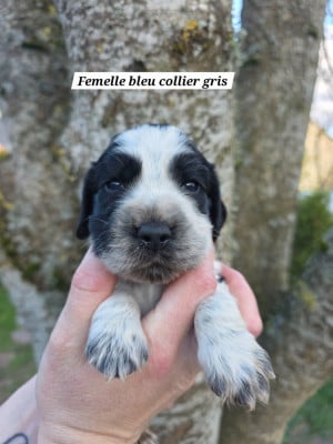 Les chiots de Cocker Spaniel Anglais