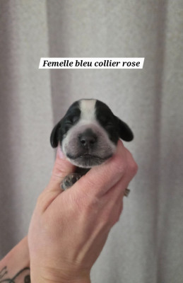 Les chiots de Cocker Spaniel Anglais
