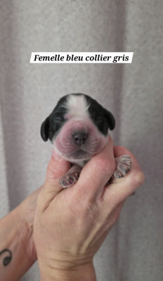 Les chiots de Cocker Spaniel Anglais