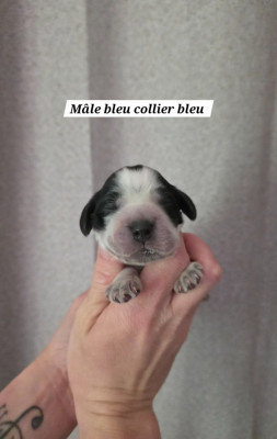 Les chiots de Cocker Spaniel Anglais