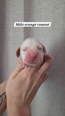 Les chiots de Cocker Spaniel Anglais