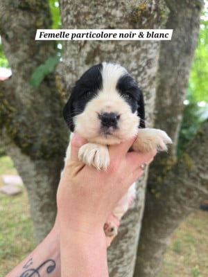 Les chiots de Cocker Spaniel Anglais