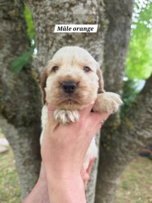 Les chiots de Cocker Spaniel Anglais