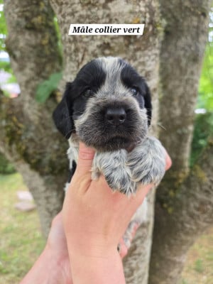 Les chiots de Cocker Spaniel Anglais