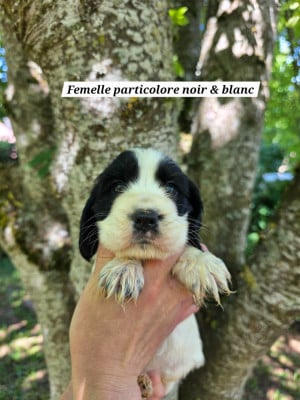Les chiots de Cocker Spaniel Anglais