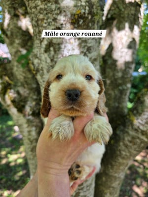 Les chiots de Cocker Spaniel Anglais