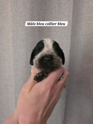 Les chiots de Cocker Spaniel Anglais