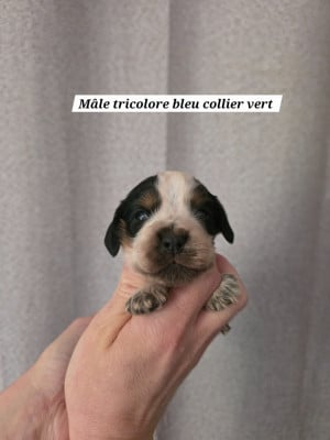 Les chiots de Cocker Spaniel Anglais