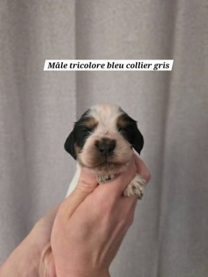 Les chiots de Cocker Spaniel Anglais