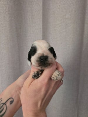 Les chiots de Cocker Spaniel Anglais