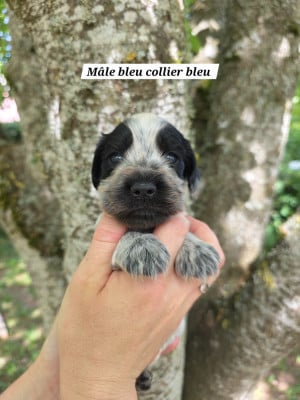 Les chiots de Cocker Spaniel Anglais