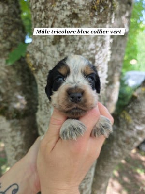Les chiots de Cocker Spaniel Anglais