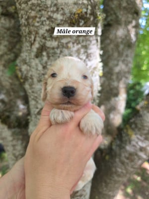 Les chiots de Cocker Spaniel Anglais