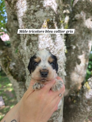 Les chiots de Cocker Spaniel Anglais