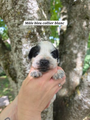 Les chiots de Cocker Spaniel Anglais