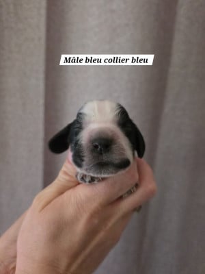 Les chiots de Cocker Spaniel Anglais