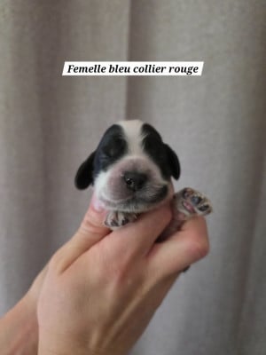 Les chiots de Cocker Spaniel Anglais