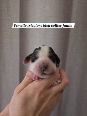 Les chiots de Cocker Spaniel Anglais