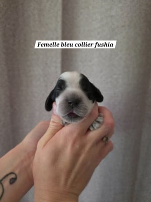 Les chiots de Cocker Spaniel Anglais