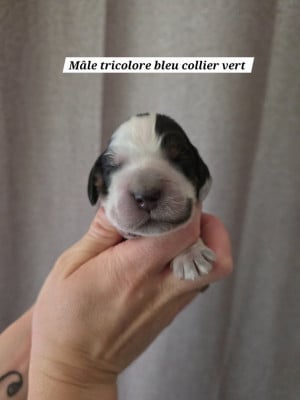 Les chiots de Cocker Spaniel Anglais