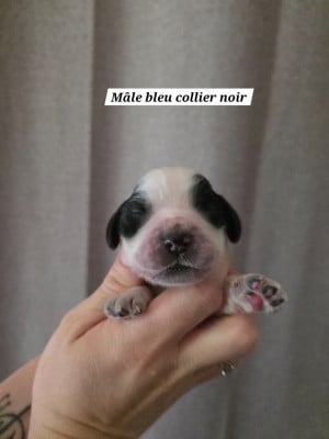 Les chiots de Cocker Spaniel Anglais