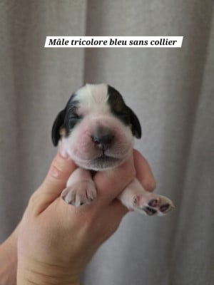 Les chiots de Cocker Spaniel Anglais
