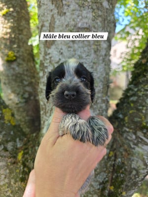 Les chiots de Cocker Spaniel Anglais