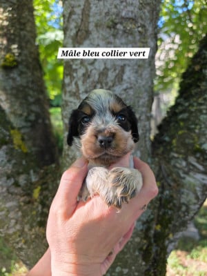 Les chiots de Cocker Spaniel Anglais
