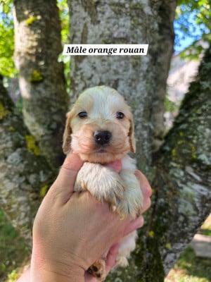 Les chiots de Cocker Spaniel Anglais