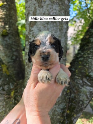 Les chiots de Cocker Spaniel Anglais