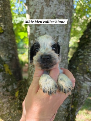 Les chiots de Cocker Spaniel Anglais