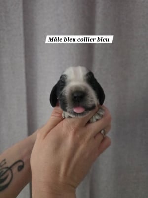 Les chiots de Cocker Spaniel Anglais