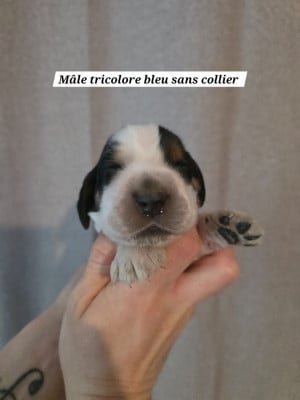 Les chiots de Cocker Spaniel Anglais