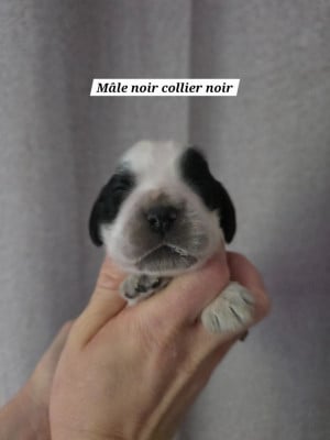 Les chiots de Cocker Spaniel Anglais