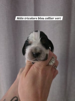 Les chiots de Cocker Spaniel Anglais
