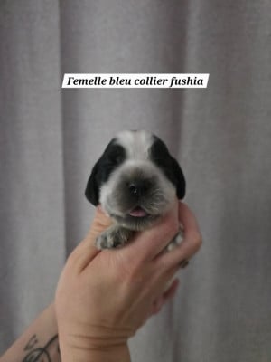 Les chiots de Cocker Spaniel Anglais