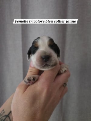 Les chiots de Cocker Spaniel Anglais